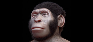 Zo heeft Homo naledi er mogelijk uitgezien.