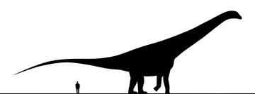 Zo groot was Argentinosaurus.