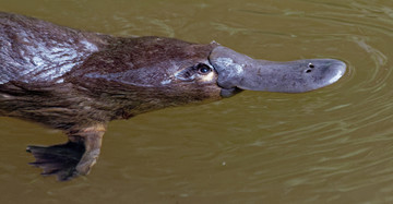 Een vogelbekdier steekts zijn kop boven water.