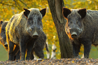 Een groep wilde zwijnen.