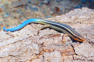 Deze jonge hagedis (skink) heeft een gestreept lichaam en een opvallend blauwe staart.