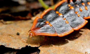 De trilobiet-kever (Platerodrilus paradoxus)