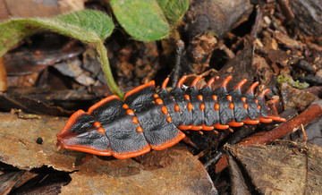 De trilobiet-kever (Platerodrilus paradoxus)