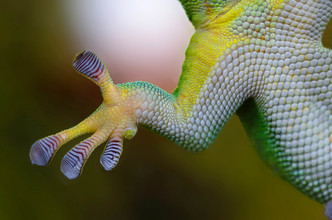 De kleine haartjes waarmee de gekko blijft plakken zijn met het blote oog niet zichtbaar.