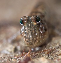 Close-up van een slijkspringer