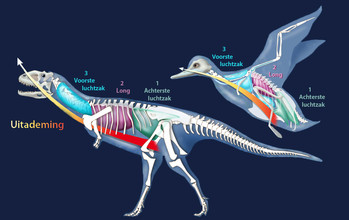 De uitademing van een Abelisaurus en een eend. De lucht gaat eerst naar de achterste luchtzak en dan via de long en voorste luchtzak weer naar buiten.