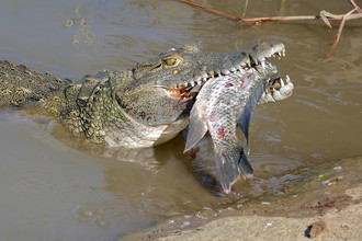 Alle tanden van de  nijlkrokodil zijn scherp. Kiezen heeft hij niet