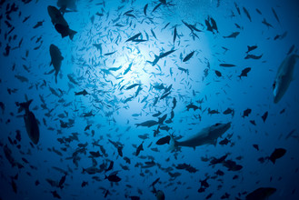 Zeedieren die niet doorzichtig zijn, blokkeren het zonlicht dat van boven komt. Zo zijn ze goed zichtbaar van onderaf.