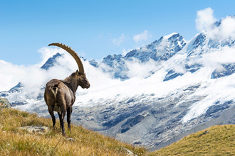 De hoorns van alpensteenbokmannetjes zijn soms bijna een meter lang.