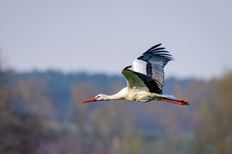 De ooievaar