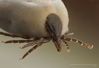 Deze schapenteek heeft zich volgezogen met bloed.