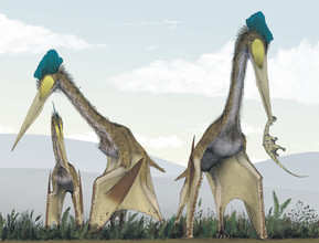 Eén van de grootste vliegende reptielen die ooit heeft bestaan: de quetzalcoatlus.