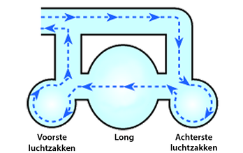 Bij vogels stroomt de ingeademde lucht eerst naar de achterste luchtzakken. Die luchtzakken pompen de lucht door de longen, naar de voorste luchtzakken, waarna de lucht weer wordt uitgeademd.