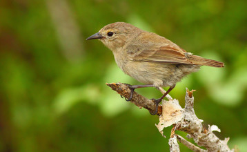 De olijfboszangervink heeft een lange, spitse snavel waarmee hij zijn favoriete insecten uit de boom verzamelt.