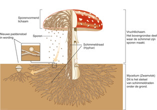Op deze tekening zie je een vliegenzwam die zich op twee manieren voortplant. Bovengronds verspreid hij sporen en ondergronds vormen de schimmeldraden een nieuw vruchtlichaam op een andere plek.