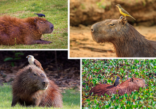 Vier verschillende vogelsoorten bovenop capibara’s