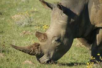 De hoorns van een neushoorn bestaan helemaal uit keratine.