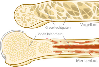 De holle botten van vogels zitten vol dwarsbalkjes. Mensenbotten zijn helemaal gevuld met been en beenmerg.