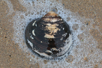 Verse noordkromp uit de Noordzee. 