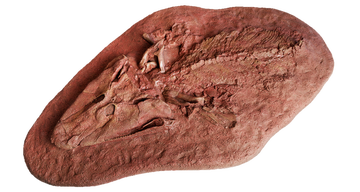 Afgietsel van Tiktaalik