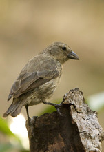 De mangrovevink