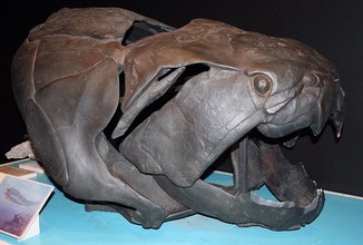 Schedel van Dunkleosteus