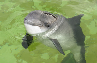 Bruinvis (Phocoena phocoena)