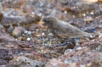 De spitssnavelgrondvink eet vooral zaden en knoppen.