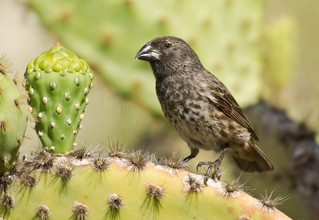 De middelste grondvink eet zaden en insecten.  