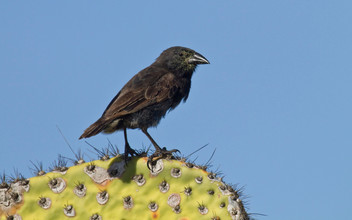 De cactusgrondvink leeft vooral van de cactus. Het zaad, de bloemen en eet ook wel insecten.