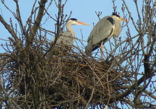 Blauwe reigers, nestblijvers, bouwen hun nesten hoog in bomen.