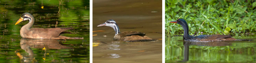 De maskerfuutkoet (nestvlieder), de kleine fuutkoet (nestblijver) en de watertrapper (nestvlieder).