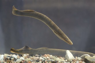 Lampetra fluviatilis in Pirita rivier, Estonia