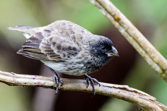 De grote boomvink