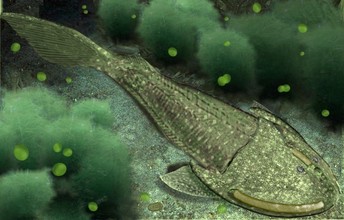 digitale reconstructie van een ostracoderm