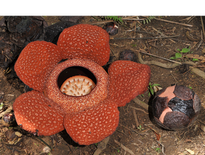 De Rafflesia groeit in Azië. Wanneer deze parasiet bloeit, verspreidt hij de geur van rottend vlees om bestuivers (vliegen) aan te trekken.