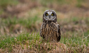 De velduil bevindt zich het liefst tussen het hoge gras. Daar kan hij ongestoord jagen op smakelijke muizen en zijn eieren voor geïnteresseerden verstoppen. 