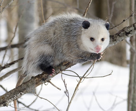 De Virginia opossum is het enige opossum soort dat voorkomt in Noord-Amerika.