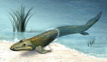 Zo zou Tiktaalik eruit gezien hebben.