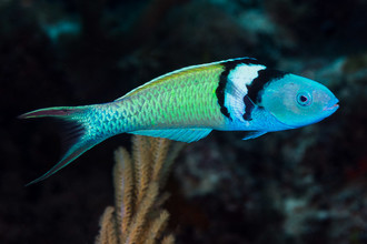 Vrouwtjes en jonge mannetjes van de lipvis Thalassoma bifasciatum zijn geel-wit (foto 1). Grote mannetjes zien er heel anders uit (foto 2).