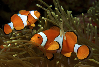 Twee driebandanemoonvissen tussen de tentakels van een zeeanemoon.