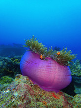 Zeeanemonen zijn dieren die voedsel vangen met hun tentakels.