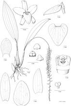 Esmée haar lijntekening van de orchidee Dendrochilum hampelii, getekend voor Barbara Gravendeel