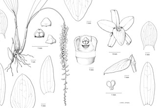 Lijntekening van Dendrochilum hampelii