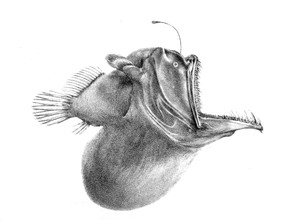 Een hengelvis uit de diepzee (vrouwtje)