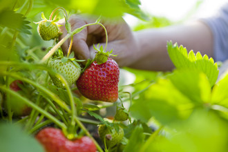 Een aardbeienplant met een rijpe aardbei.