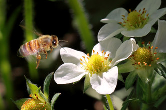 Een bij staat op het punt om de aardbeibloem te bevruchten met stuifmeel van een andere bloem.