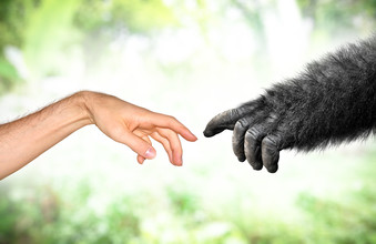 Verschillen tussen mens en aap
