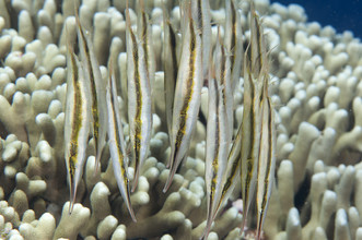 scheermesvissen boven koraal.