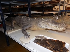  Amerikaanse alligator (Alligator mississippiensis) in de collectie van Naturalis.